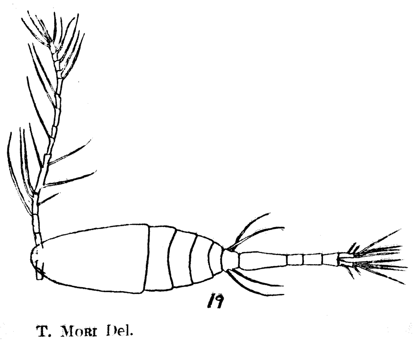 Espèce Oithona similis-Group - Planche 11 de figures morphologiques