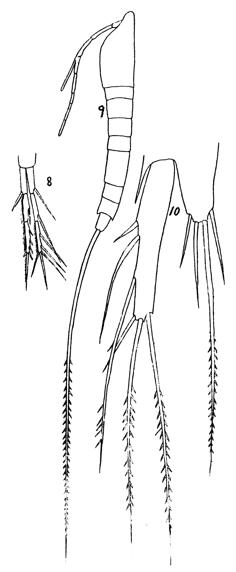 Espèce Macrosetella gracilis - Planche 7 de figures morphologiques