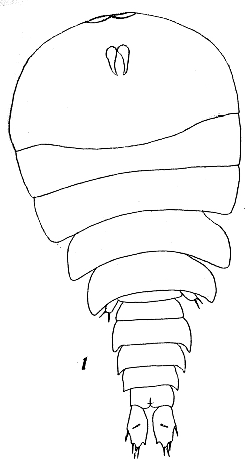 Species Sapphirina scarlata - Plate 3 of morphological figures