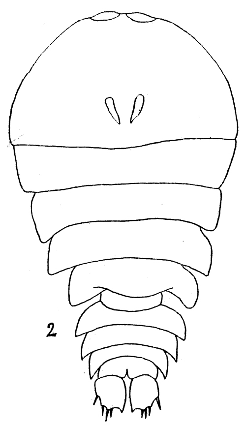 Species Sapphirina opalina - Plate 8 of morphological figures