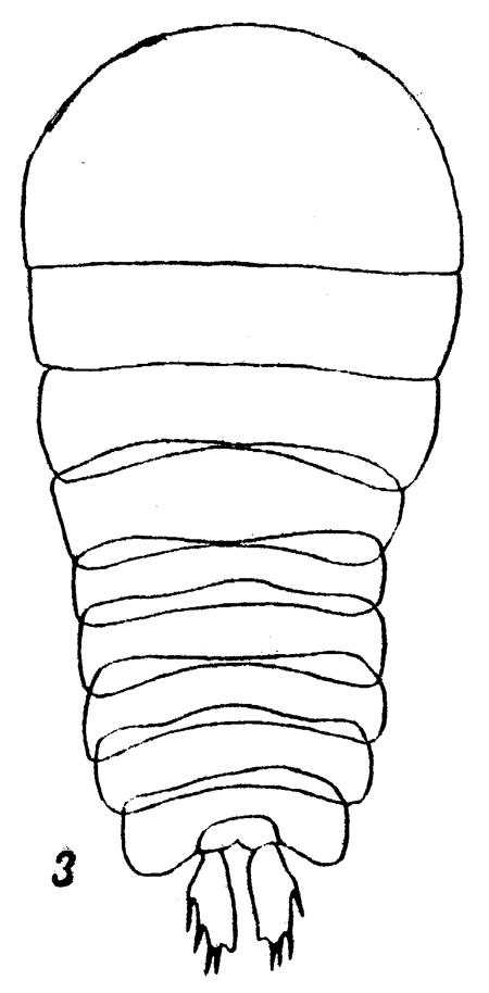 Espce Sapphirina nigromaculata - Planche 8 de figures morphologiques