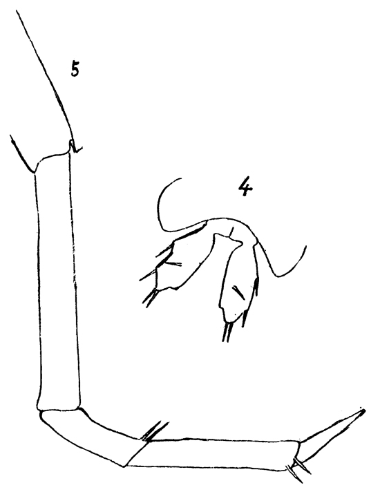 Espèce Sapphirina gemma - Planche 6 de figures morphologiques