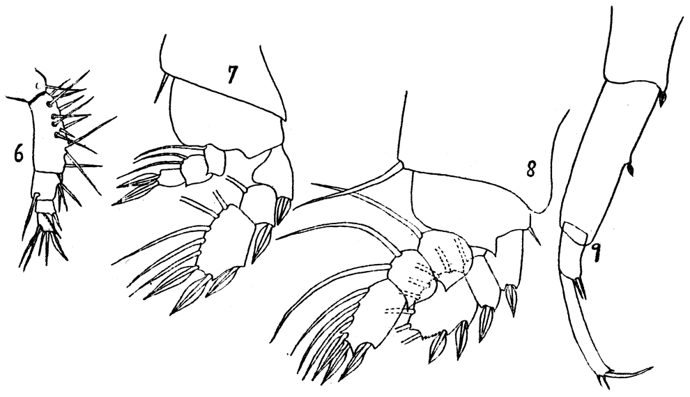 Espèce Sapphirina scarlata - Planche 4 de figures morphologiques