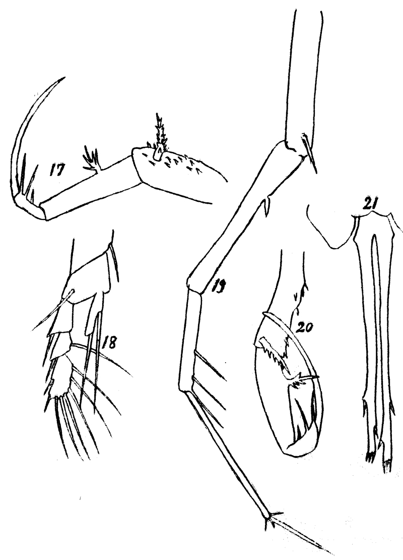 Espèce Copilia mirabilis - Planche 5 de figures morphologiques