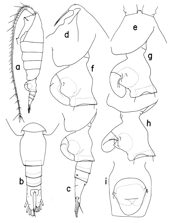 Species Heterorhabdus spinosus - Plate 1 of morphological figures
