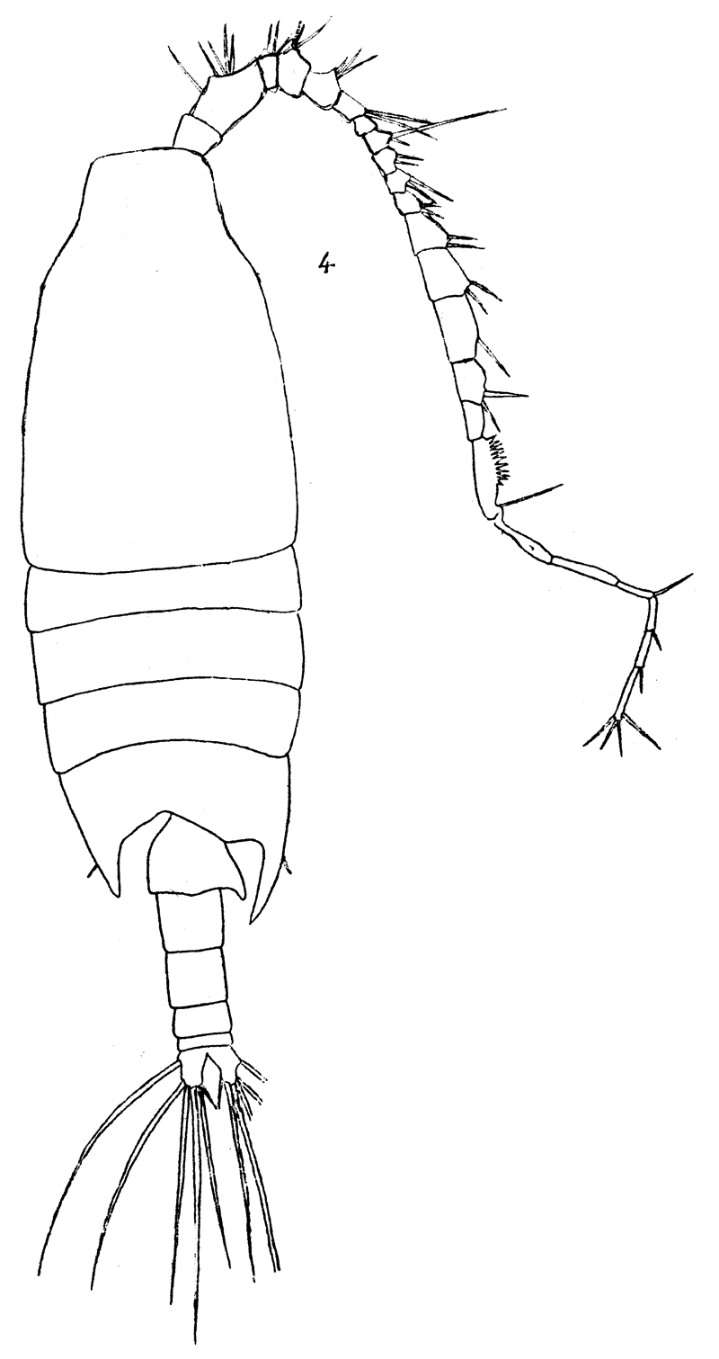 Espèce Candacia bipinnata - Planche 18 de figures morphologiques