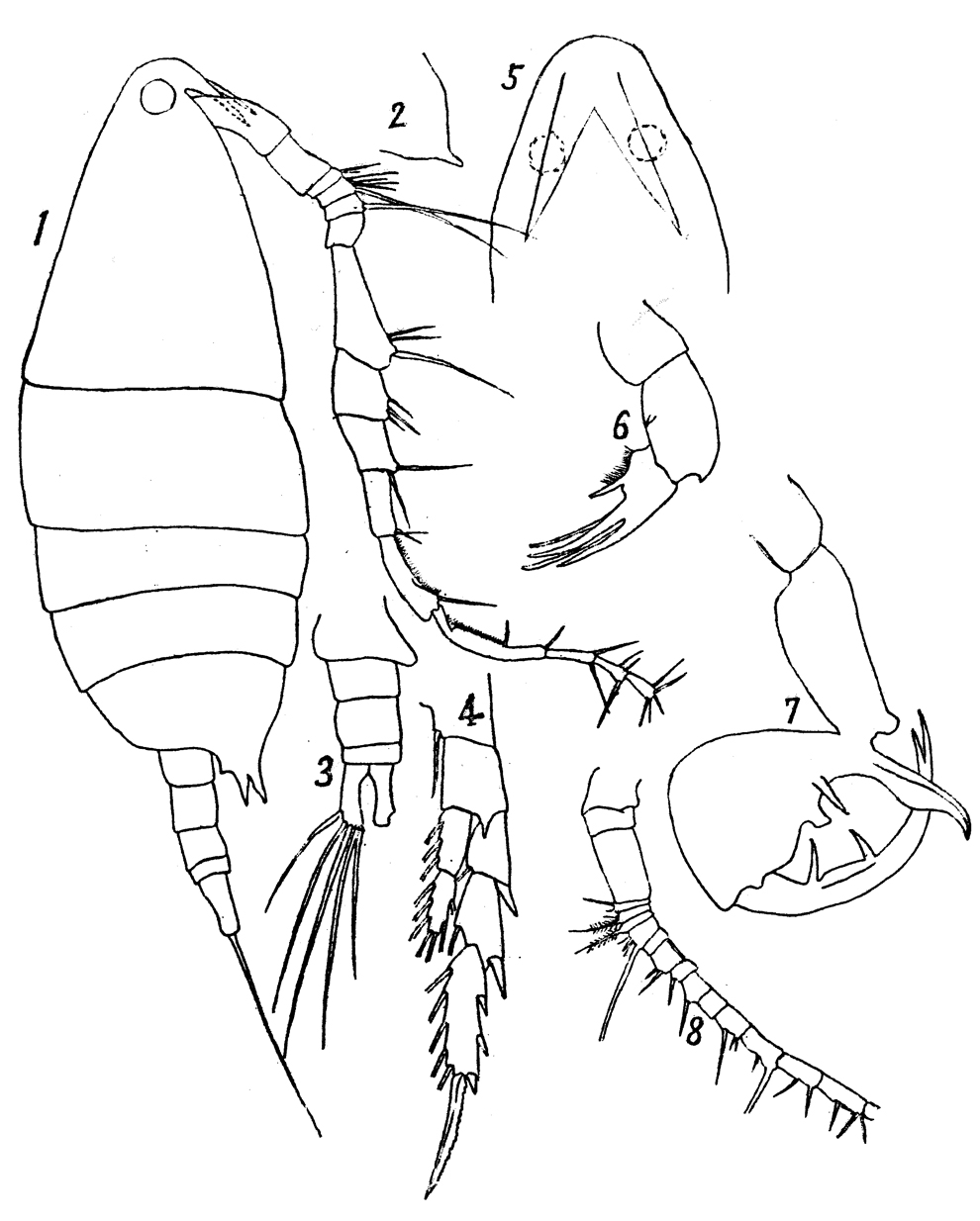 Espèce Labidocera rotunda - Planche 18 de figures morphologiques