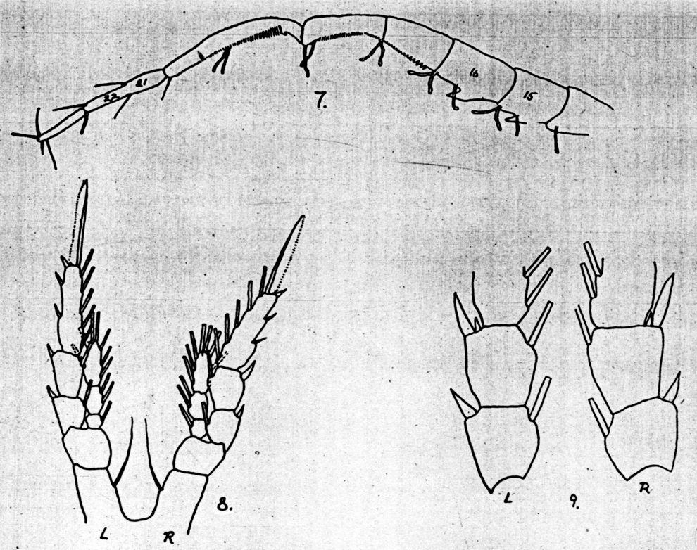 Species Centropages australiensis - Plate 7 of morphological figures