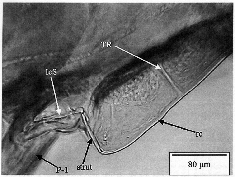 Espce Chiridius gracilis - Planche 12 de figures morphologiques