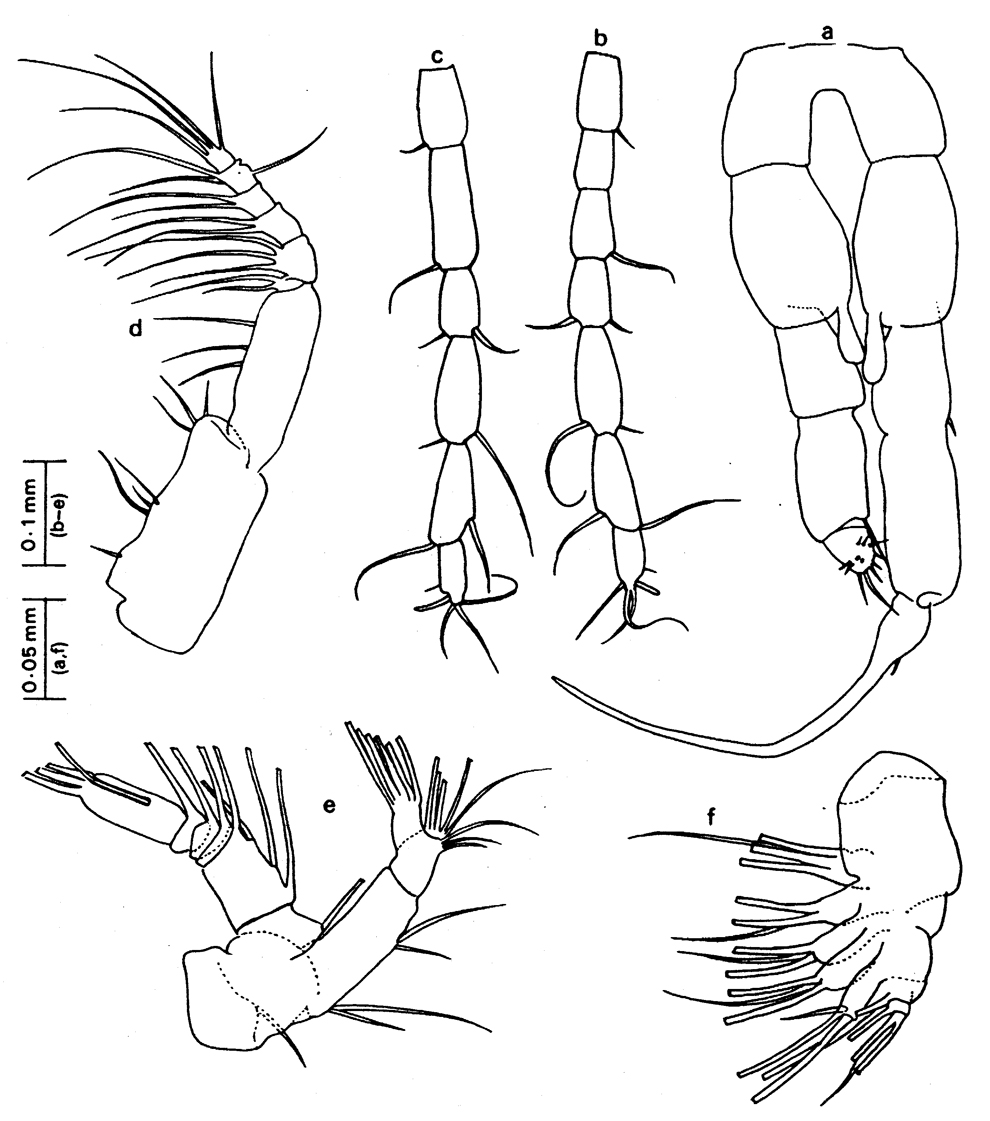 Espce Drepanopus bispinosus - Planche 2 de figures morphologiques
