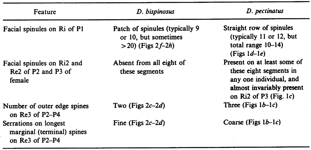 Espce Drepanopus bispinosus - Planche 3 de figures morphologiques
