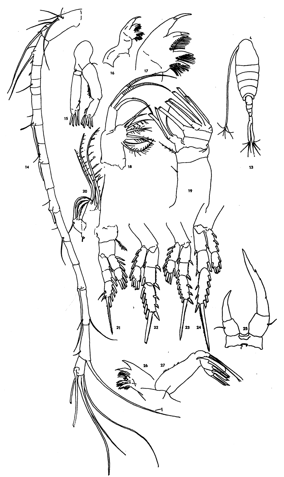 Species Tortanus (Tortanus) forcipatus - Plate 4 of morphological figures