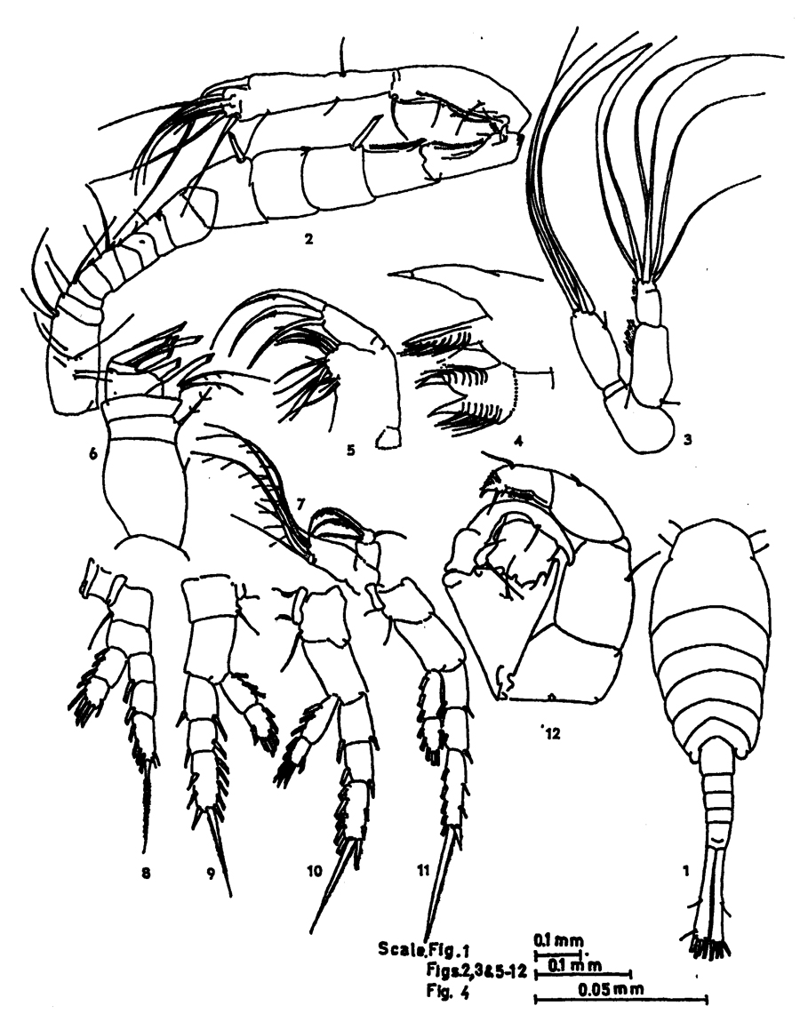 Species Tortanus (Tortanus) forcipatus - Plate 5 of morphological figures