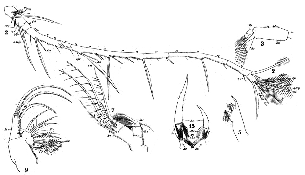 Species Tortanus (Tortanus) forcipatus - Plate 7 of morphological figures