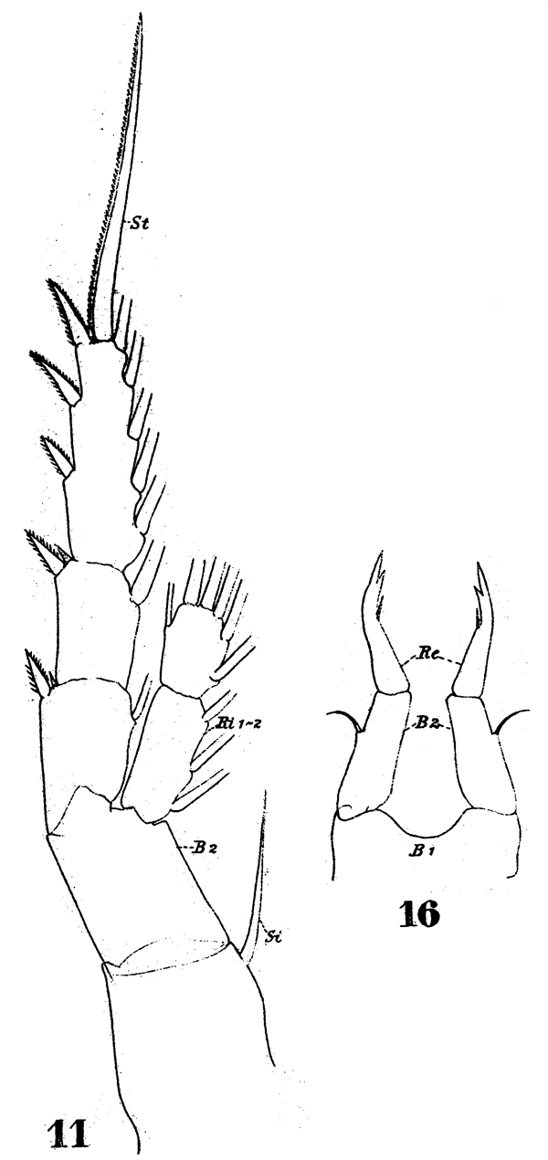 Espèce Tortanus (Atortus) recticaudus - Planche 1 de figures morphologiques