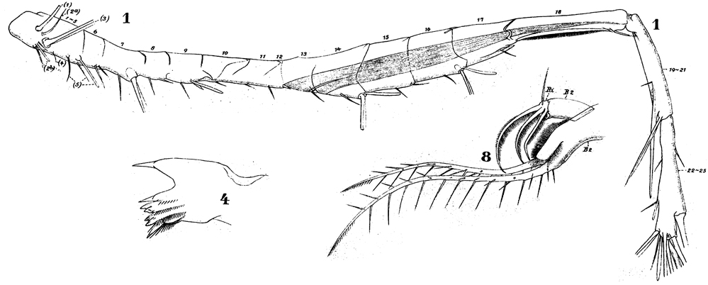 Espèce Tortanus (Atortus) recticaudus - Planche 2 de figures morphologiques