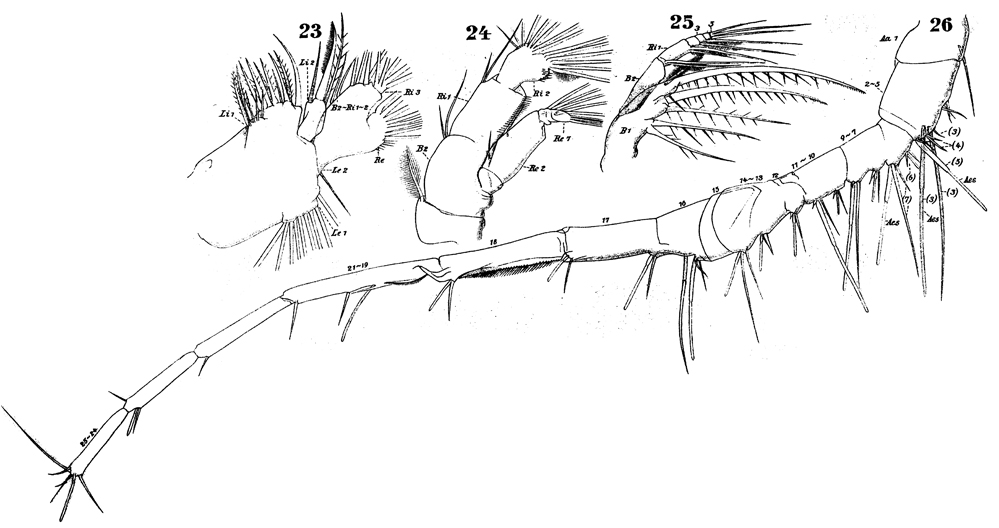 Espèce Calanopia elliptica - Planche 8 de figures morphologiques