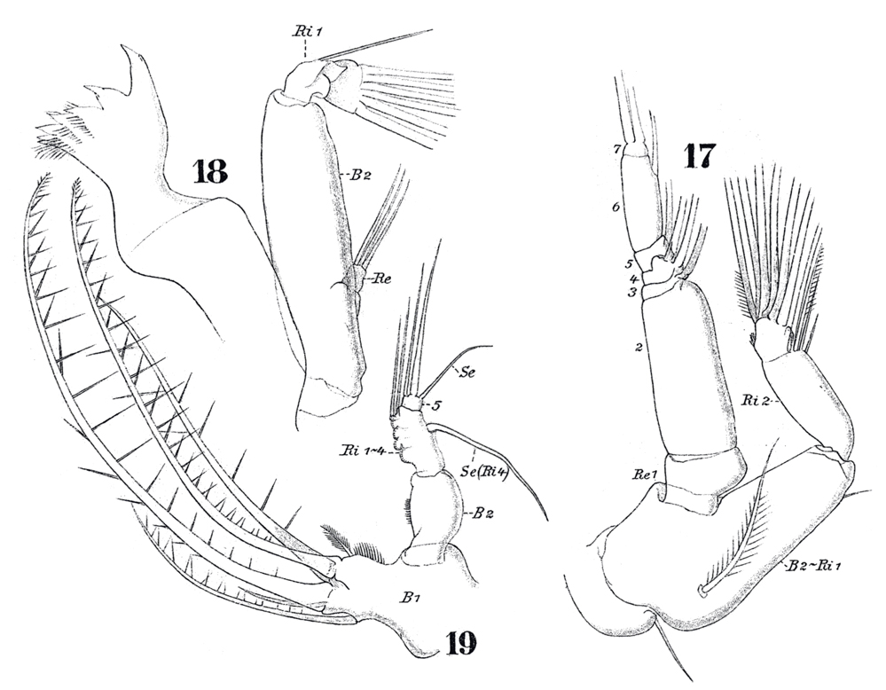 Espèce Parapontella brevicornis - Planche 10 de figures morphologiques