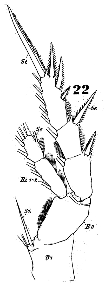 Espèce Parapontella brevicornis - Planche 5 de figures morphologiques