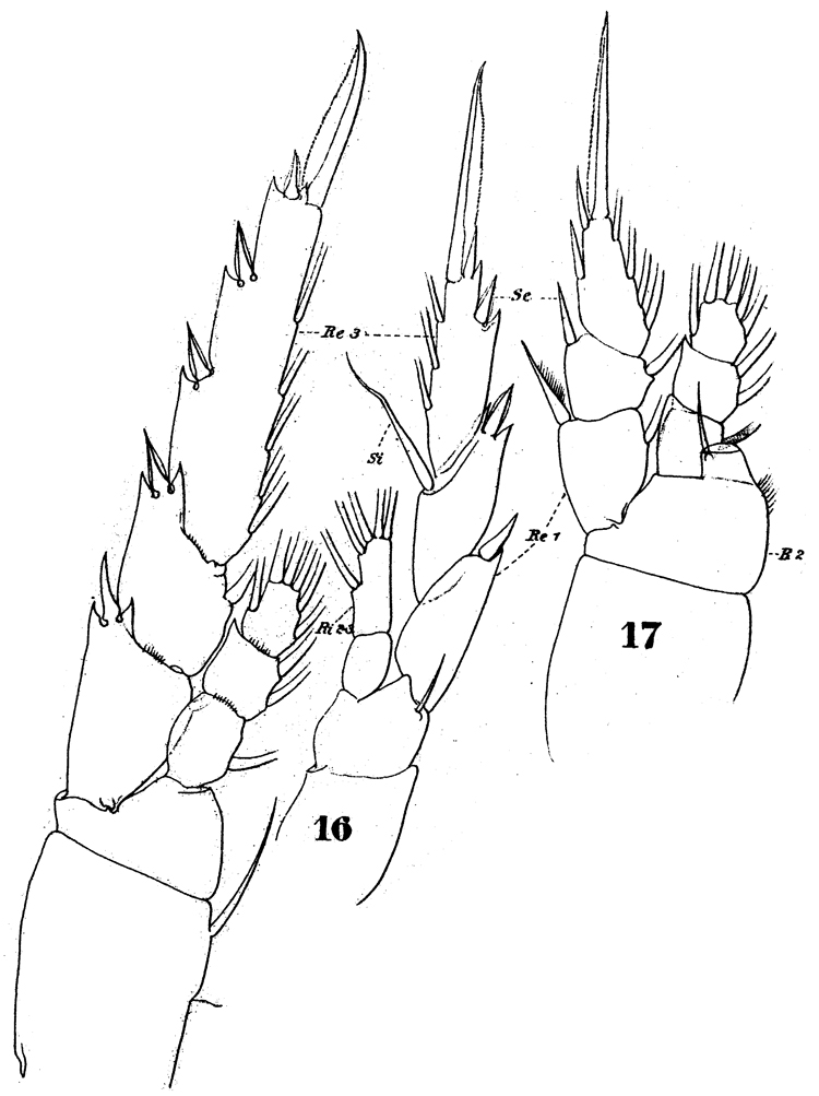 Espce Lucicutia ovalis - Planche 11 de figures morphologiques