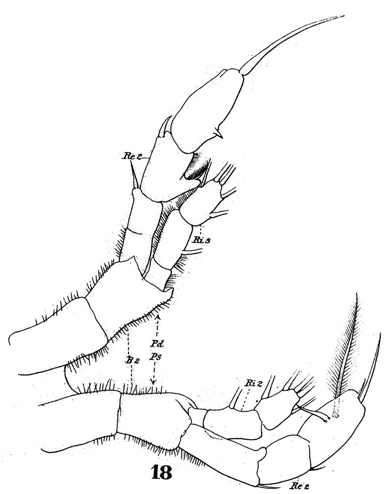 Espce Euaugaptilus hecticus - Planche 8 de figures morphologiques
