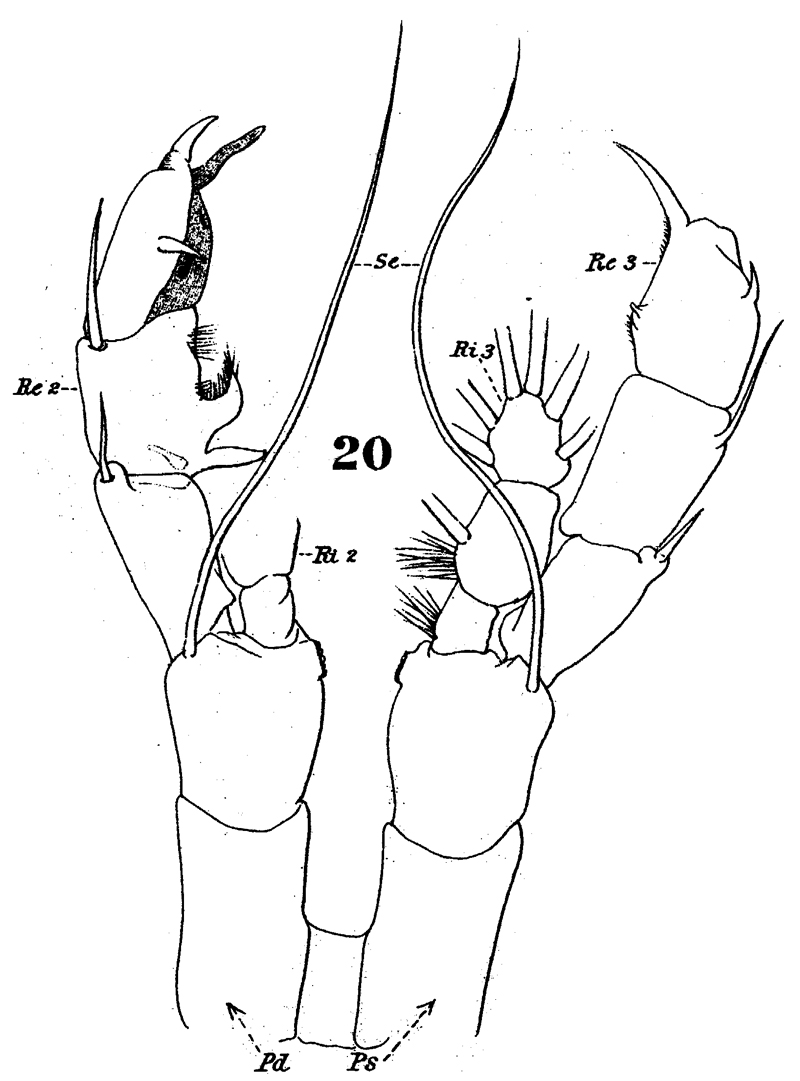 Espèce Augaptilus megalurus - Planche 5 de figures morphologiques