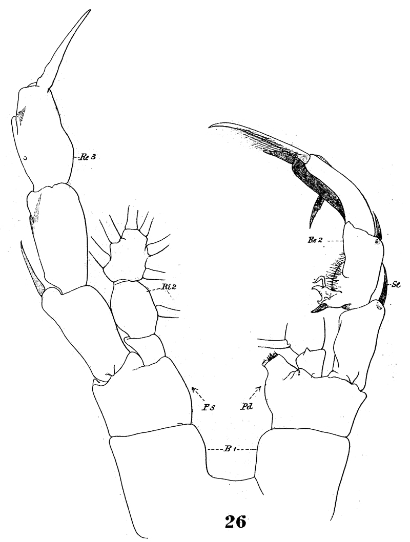 Species Euaugaptilus filigerus - Plate 13 of morphological figures