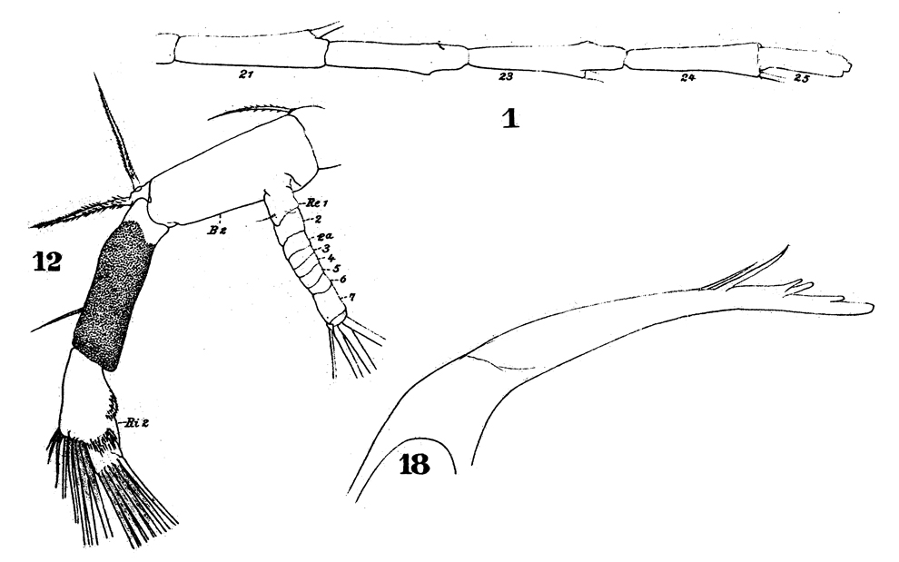 Species Euaugaptilus squamatus - Plate 4 of morphological figures