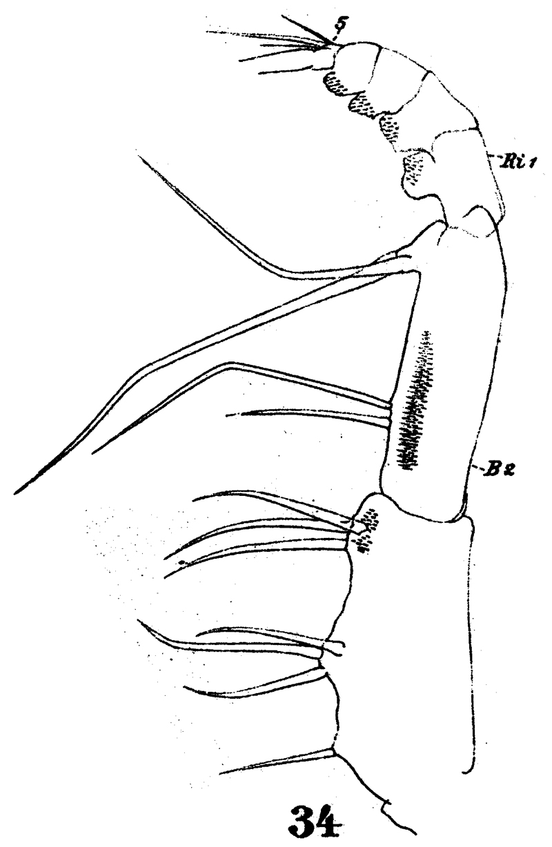 Espce Euaugaptilus squamatus - Planche 5 de figures morphologiques
