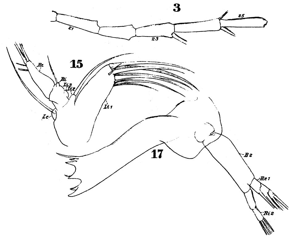 Espèce Euaugaptilus palumbii - Planche 8 de figures morphologiques