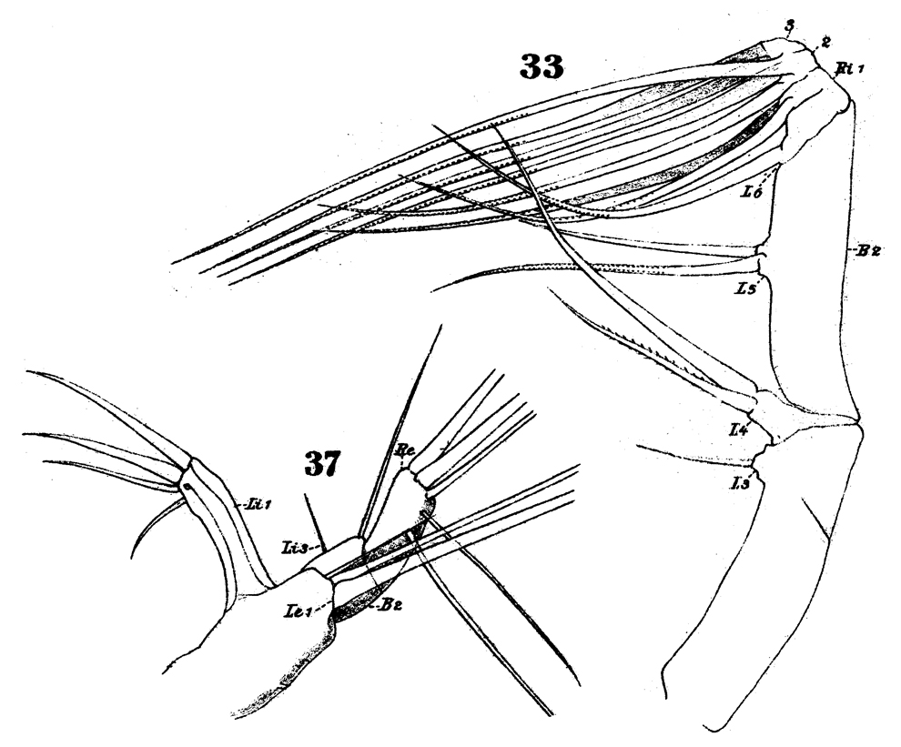 Espce Euaugaptilus hecticus - Planche 11 de figures morphologiques