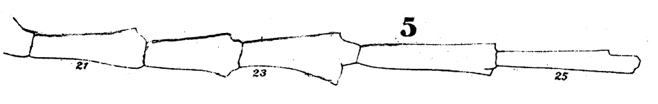 Espce Euaugaptilus hecticus - Planche 12 de figures morphologiques