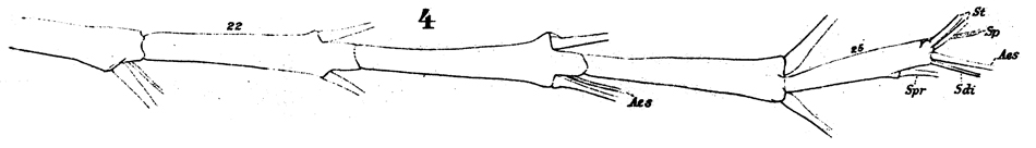Espèce Euaugaptilus filigerus - Planche 16 de figures morphologiques