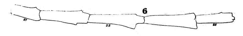 Espce Euaugaptilus bullifer - Planche 10 de figures morphologiques