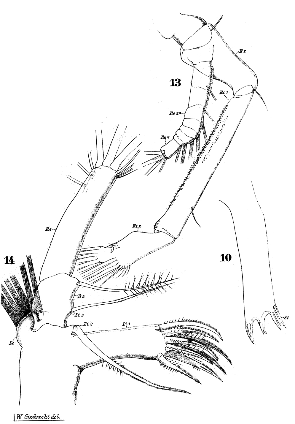 Espèce Euaugaptilus filigerus - Planche 17 de figures morphologiques