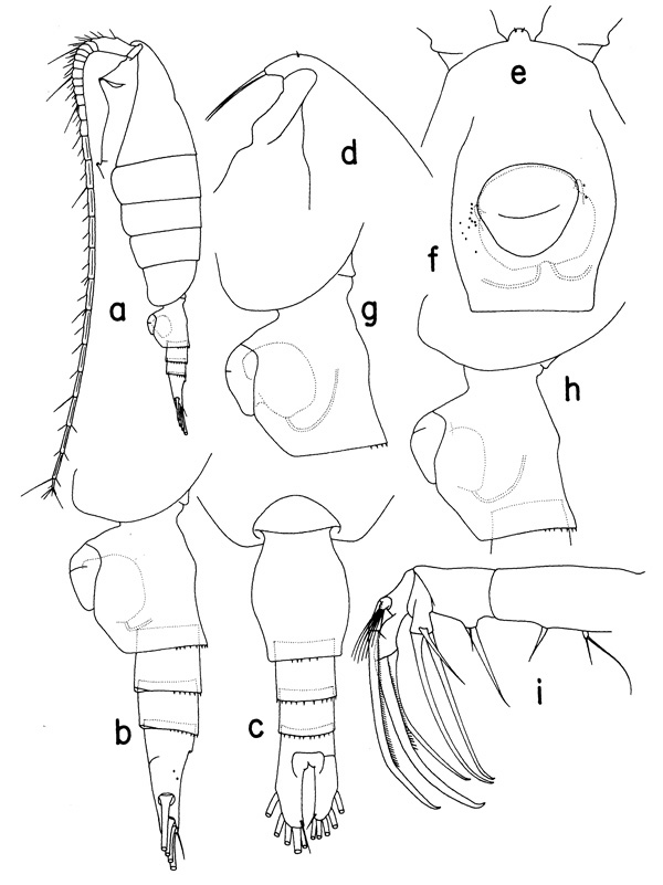Espce Heterorhabdus oikoumenikis - Planche 1 de figures morphologiques