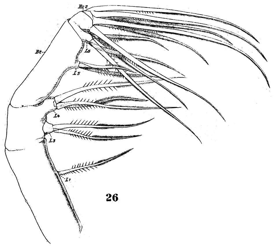 Species Euaugaptilus filigerus - Plate 18 of morphological figures