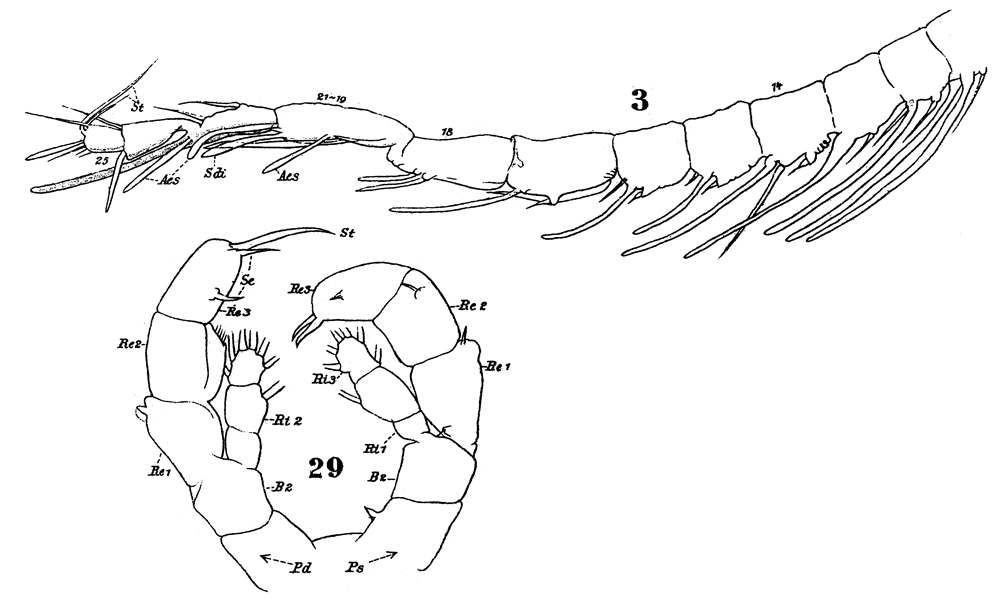 Species Haloptilus longicornis - Plate 13 of morphological figures