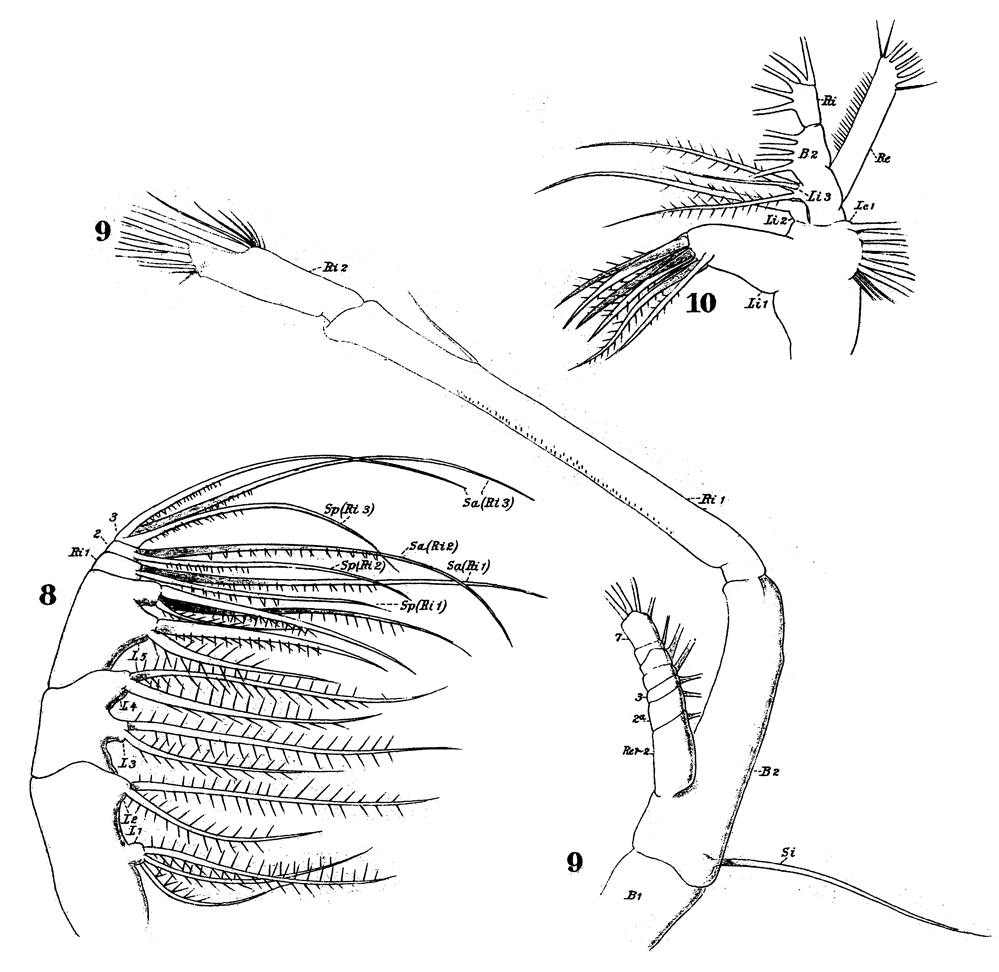 Species Haloptilus longicornis - Plate 14 of morphological figures