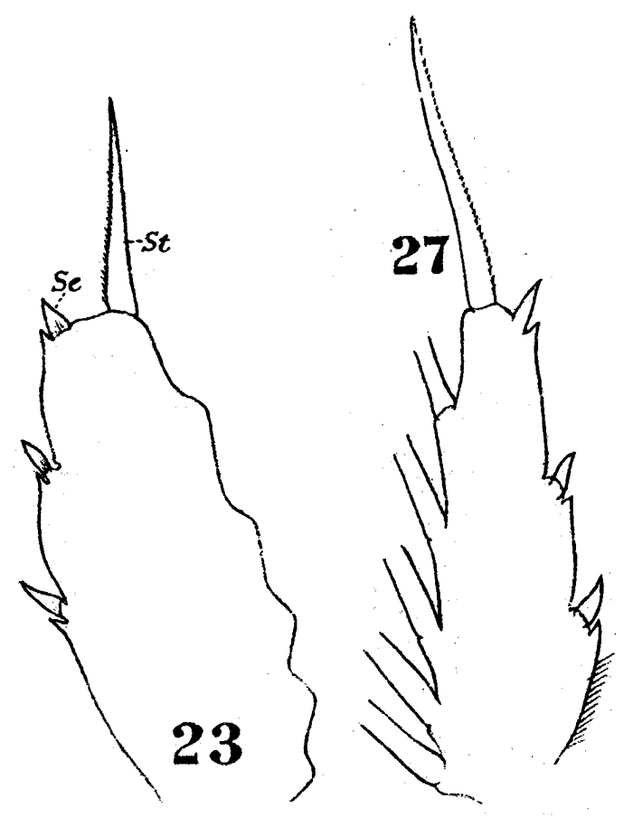 Espce Haloptilus longicornis - Planche 16 de figures morphologiques