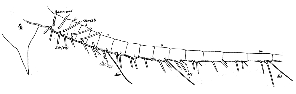 Espce Haloptilus acutifrons - Planche 5 de figures morphologiques
