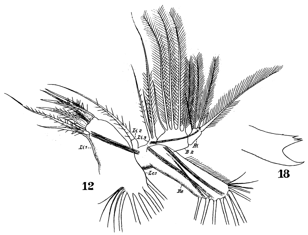 Espce Haloptilus acutifrons - Planche 7 de figures morphologiques