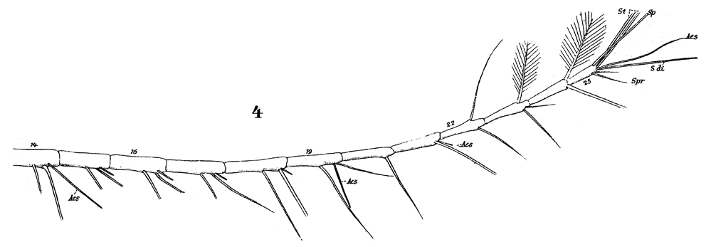Espce Haloptilus acutifrons - Planche 6 de figures morphologiques
