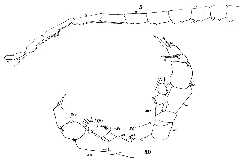 Species Haloptilus spiniceps - Plate 7 of morphological figures