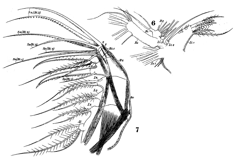 Species Haloptilus ornatus - Plate 8 of morphological figures