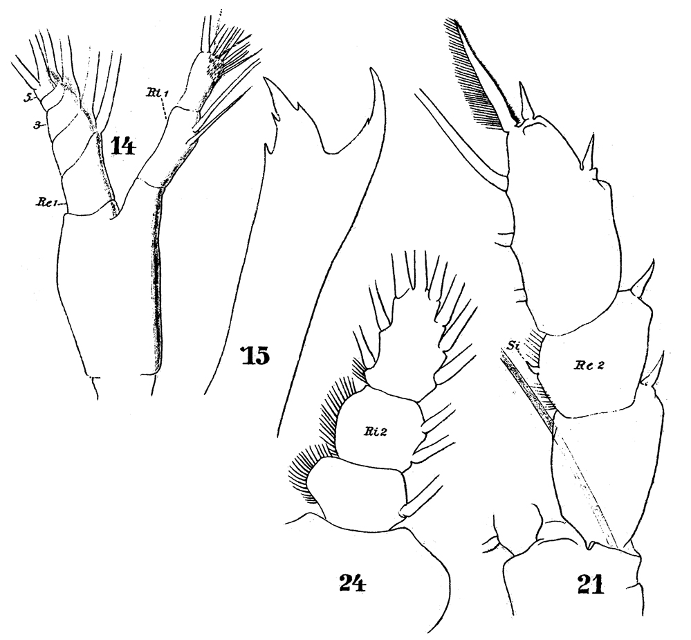 Species Haloptilus ornatus - Plate 9 of morphological figures