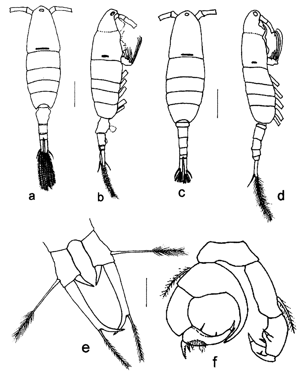 Espèce Acartiella faoensis - Planche 6 de figures morphologiques