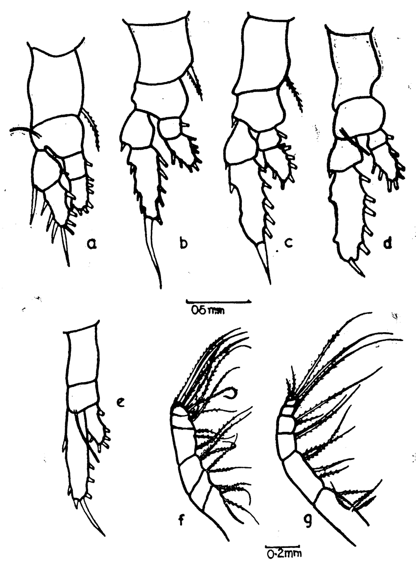 Espèce Haloptilus bulliceps - Planche 2 de figures morphologiques