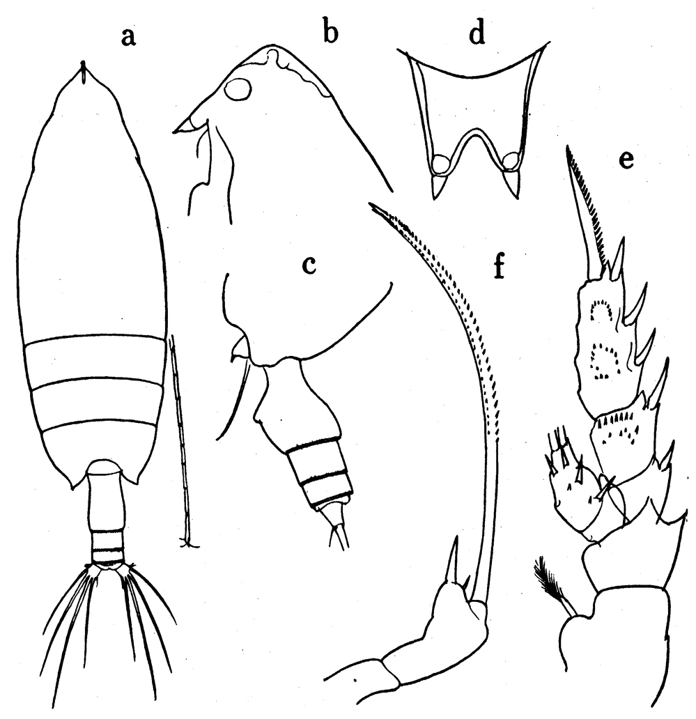 Species Scottocalanus helenae - Plate 15 of morphological figures
