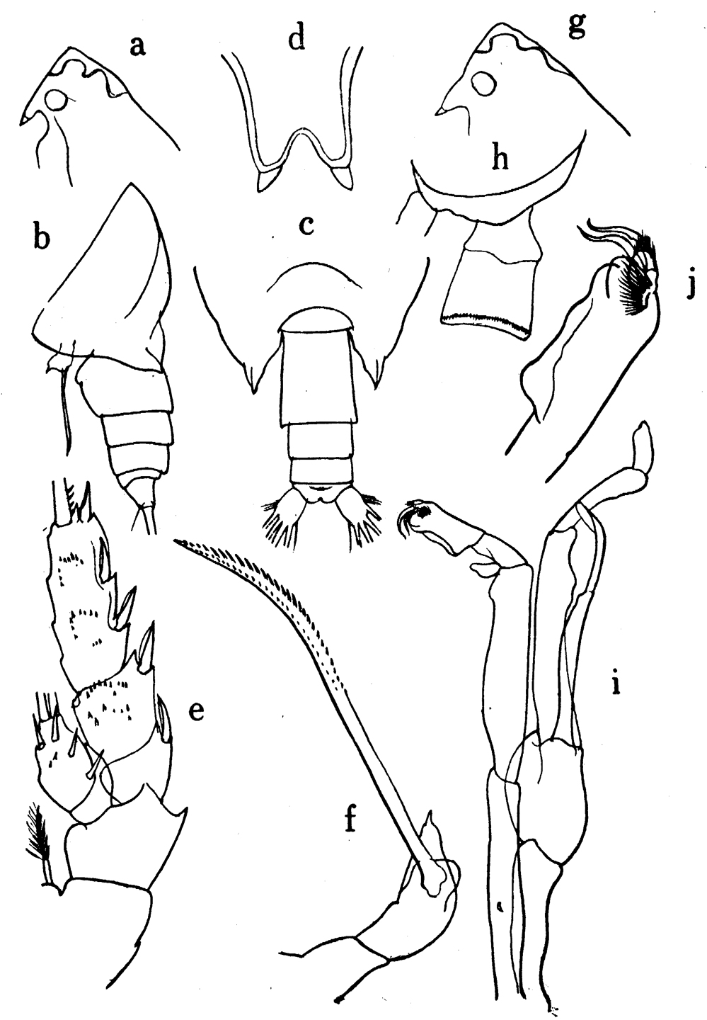 Espèce Scottocalanus longispinus - Planche 4 de figures morphologiques